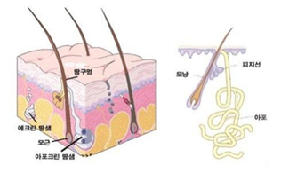 유방조직